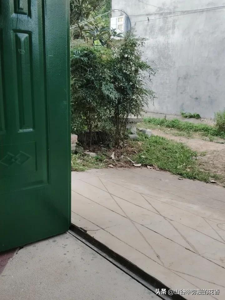 门外有个小花园，长满了绿植。