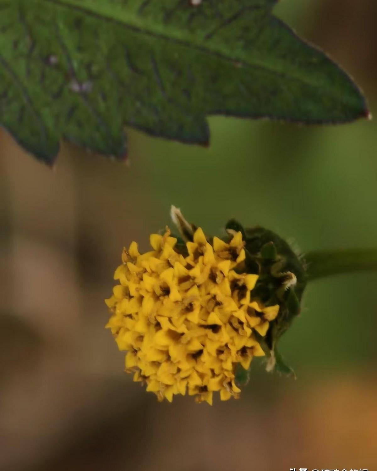 今晚，我被一个“不学无术”的朋友彻底惊到了！她说自己现在脑袋空空，只会平白直述生