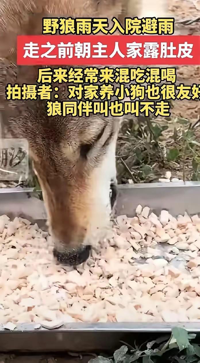 反差一幕！内蒙古野狼暴雨闯民院躲雨，临走露肚皮示好，狼群来喊都不走
 
内蒙古一