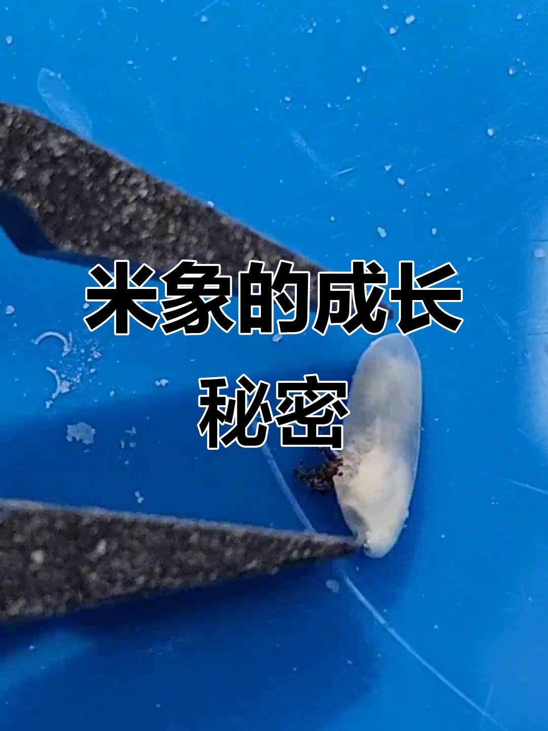 我揭开了米象的成长秘密
       很多人都碰到过大米生虫，我也一样。以往以为