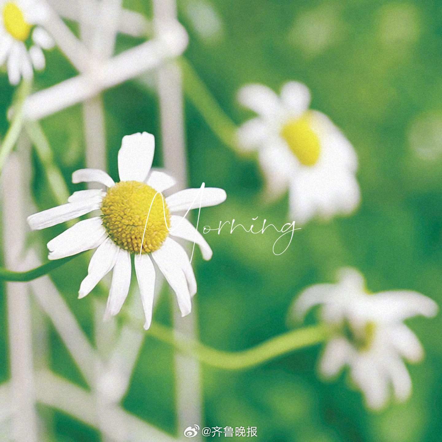 岁月向来慷慨温柔擅长把好坏都带走[太阳]#早安# ​​​