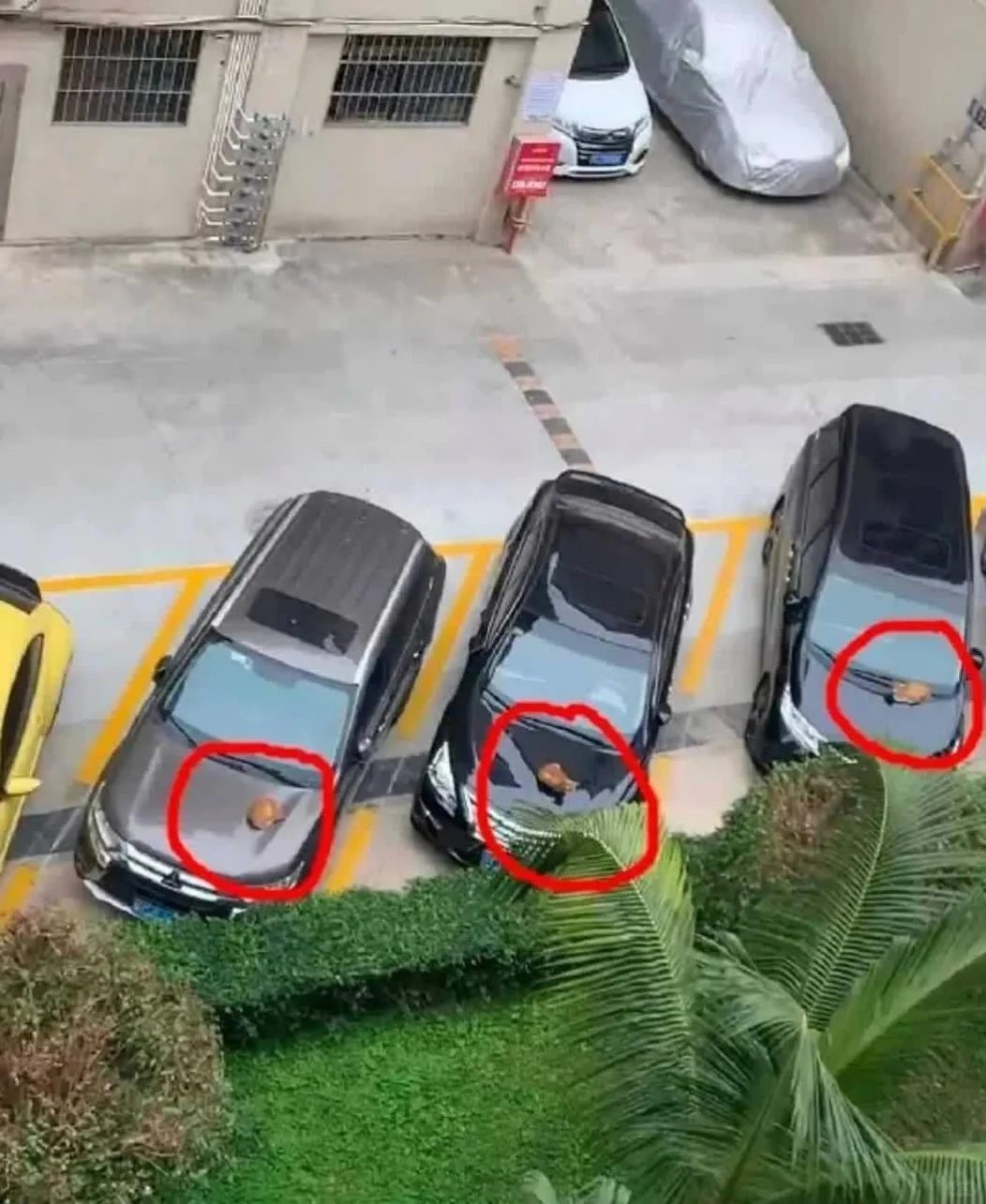 以前就听说车放久了不开会长猫，没想到居然是真的？
哈哈，开个玩笑，猫喜欢车的引擎...