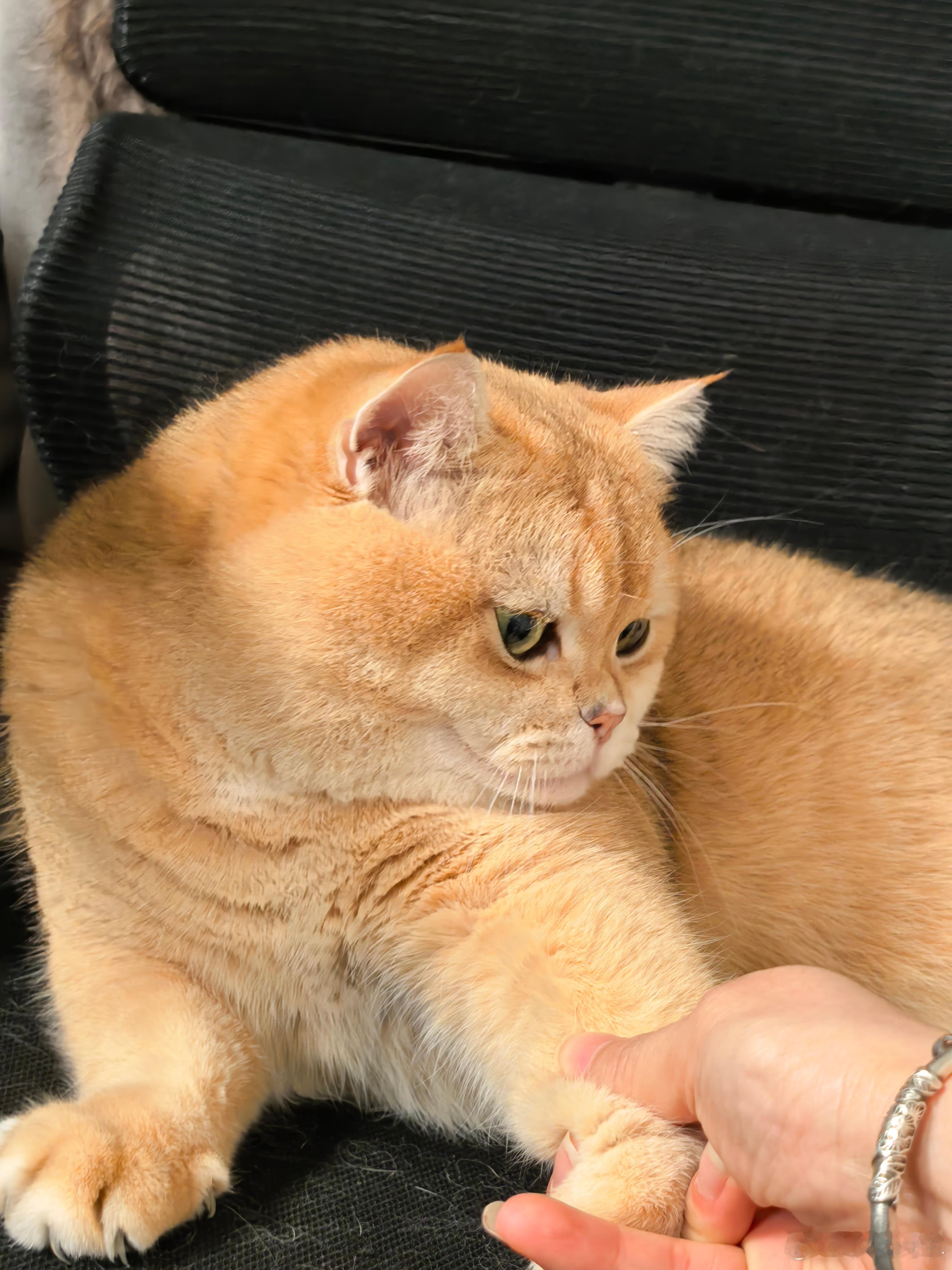 不懂就问，小猫是在跟我抢凳子坐还是想陪我？金渐层萌宠