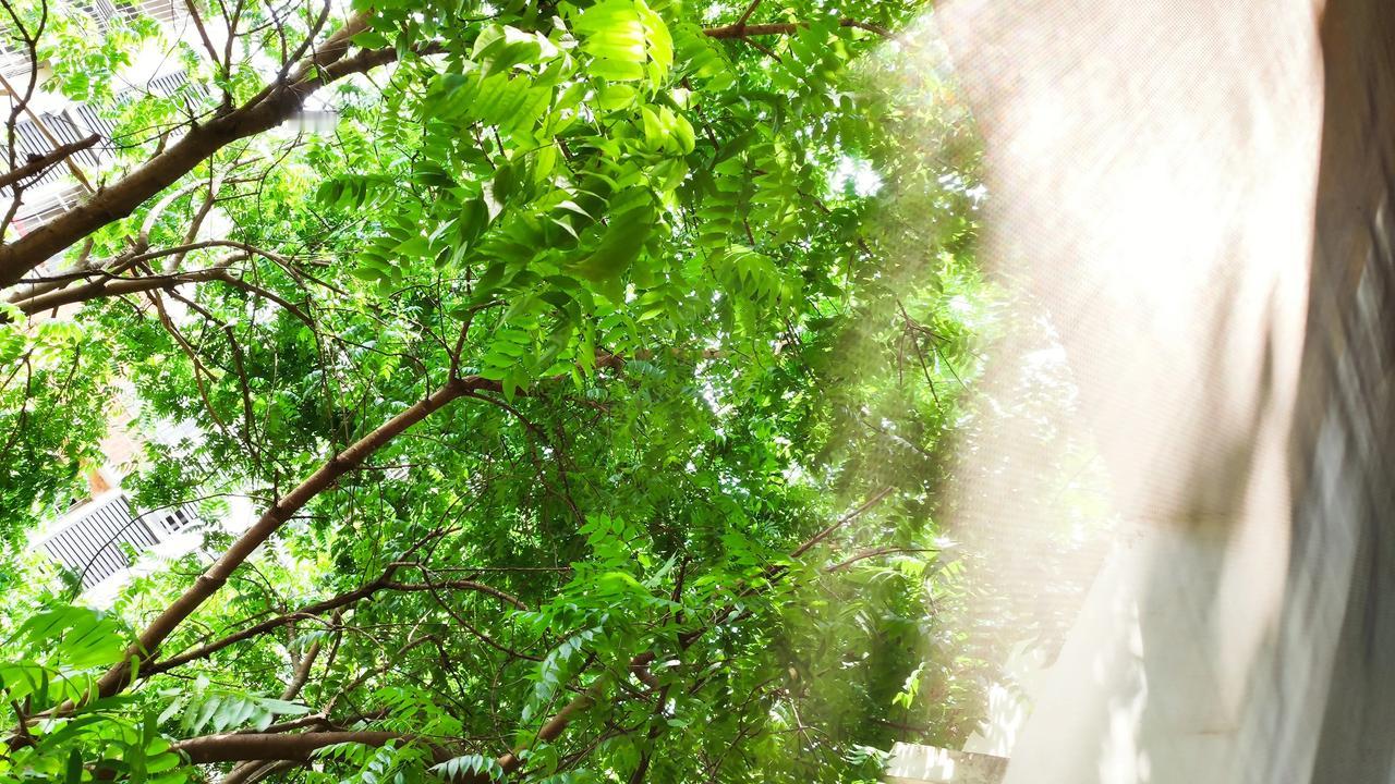 晒图笔记大赛碧绿的树叶，风温柔的吹着，树叶们翩翩起舞。阳光透过树叶洒的到处都是亮