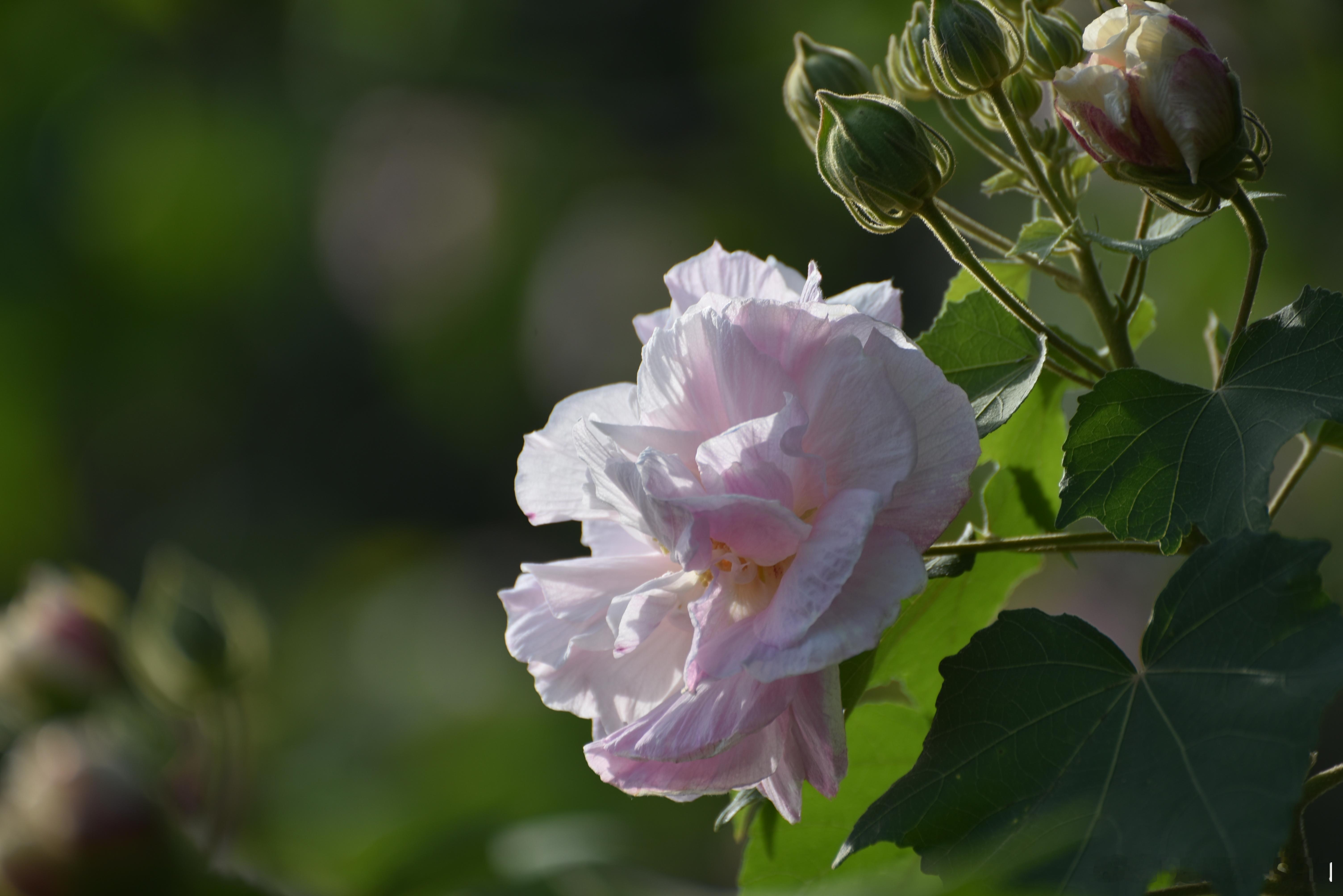 摄影[超话]  木芙蓉 别名芙蓉花 、拒霜花 锦葵科木槿属植物，一日三变色 