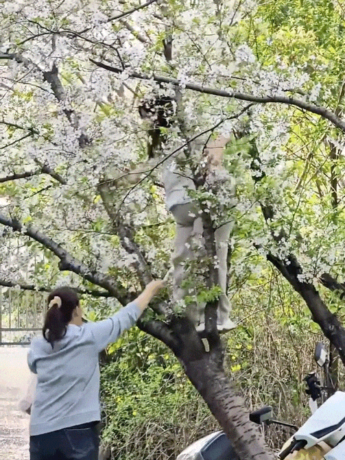 警方介入寻找拍照压垮樱花树女子¹ 是不是人已经找到了，也愿意赔偿损失？² 一件很