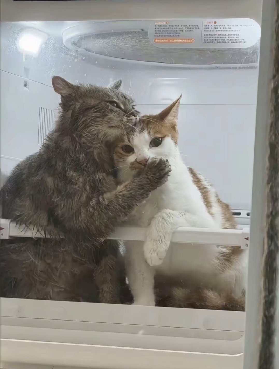 霸道小猫强制爱，宝贝你听我说[泪奔] ​​​
