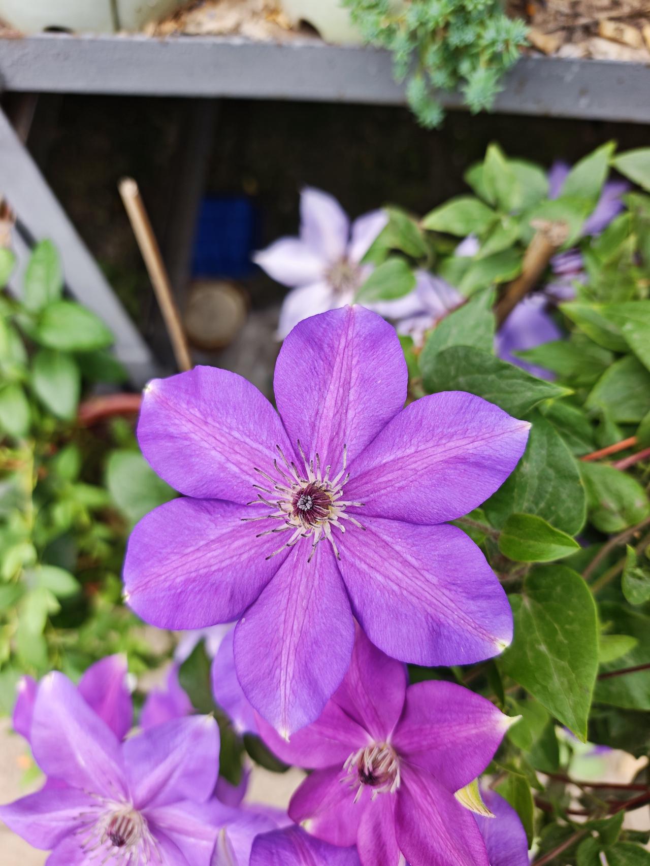 ，什么花都行铁线莲花朵：花单生叶腋，直径约5厘米，我们观赏的“花瓣”实际是瓣化的