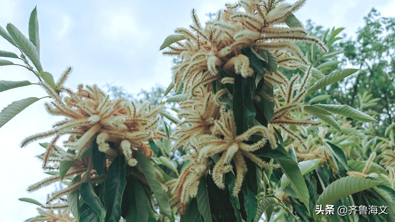 夏日生活打卡季橡树，又名栎树或柞树，在夏日里盛开的花絮。