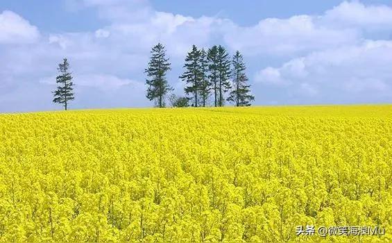 油菜花开了，既是观赏又能榨油