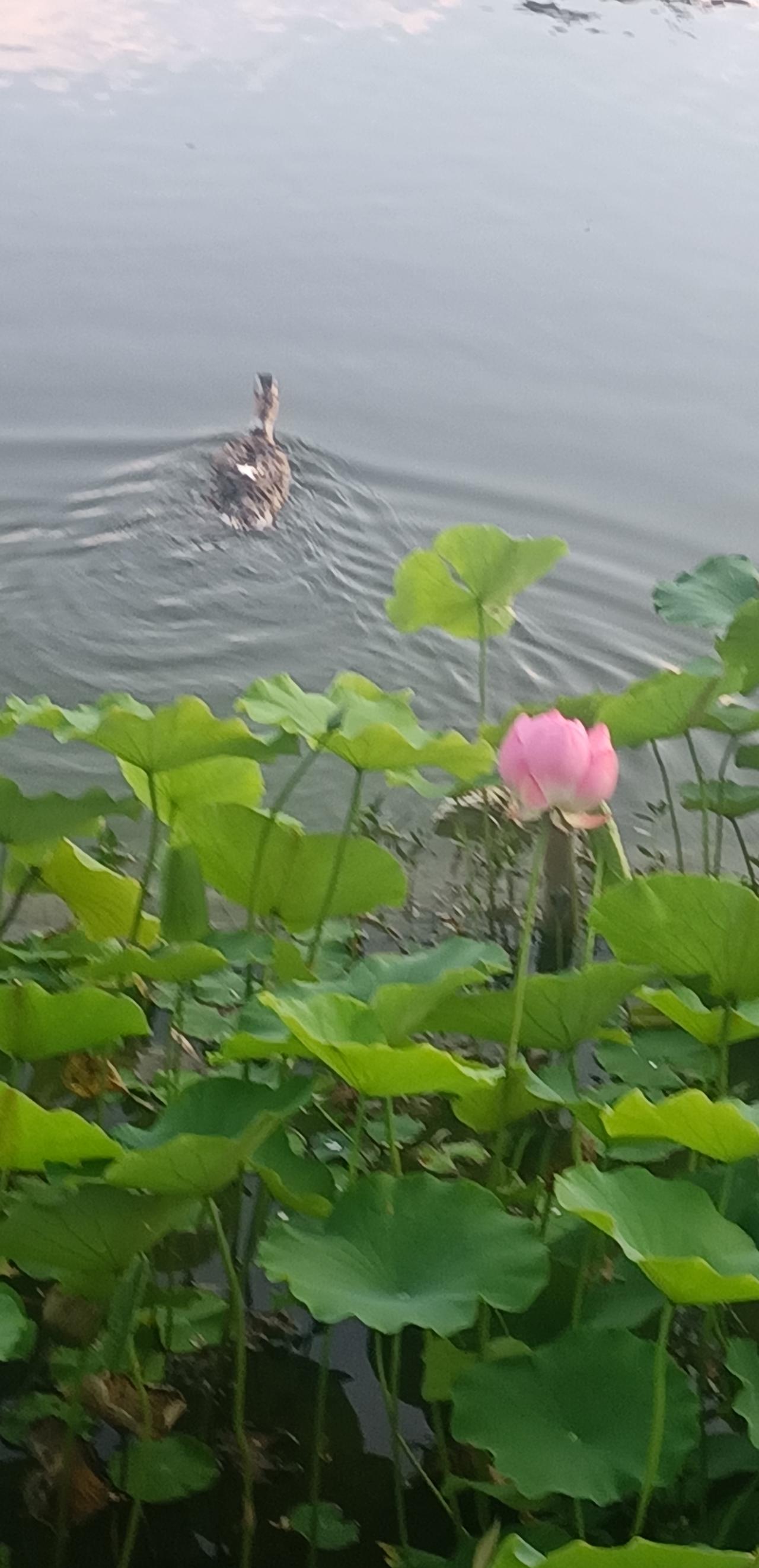 【夏之韵·成熟与气场】相册里的花花草草
一个人的成熟，
并不表现在获得了多少成就