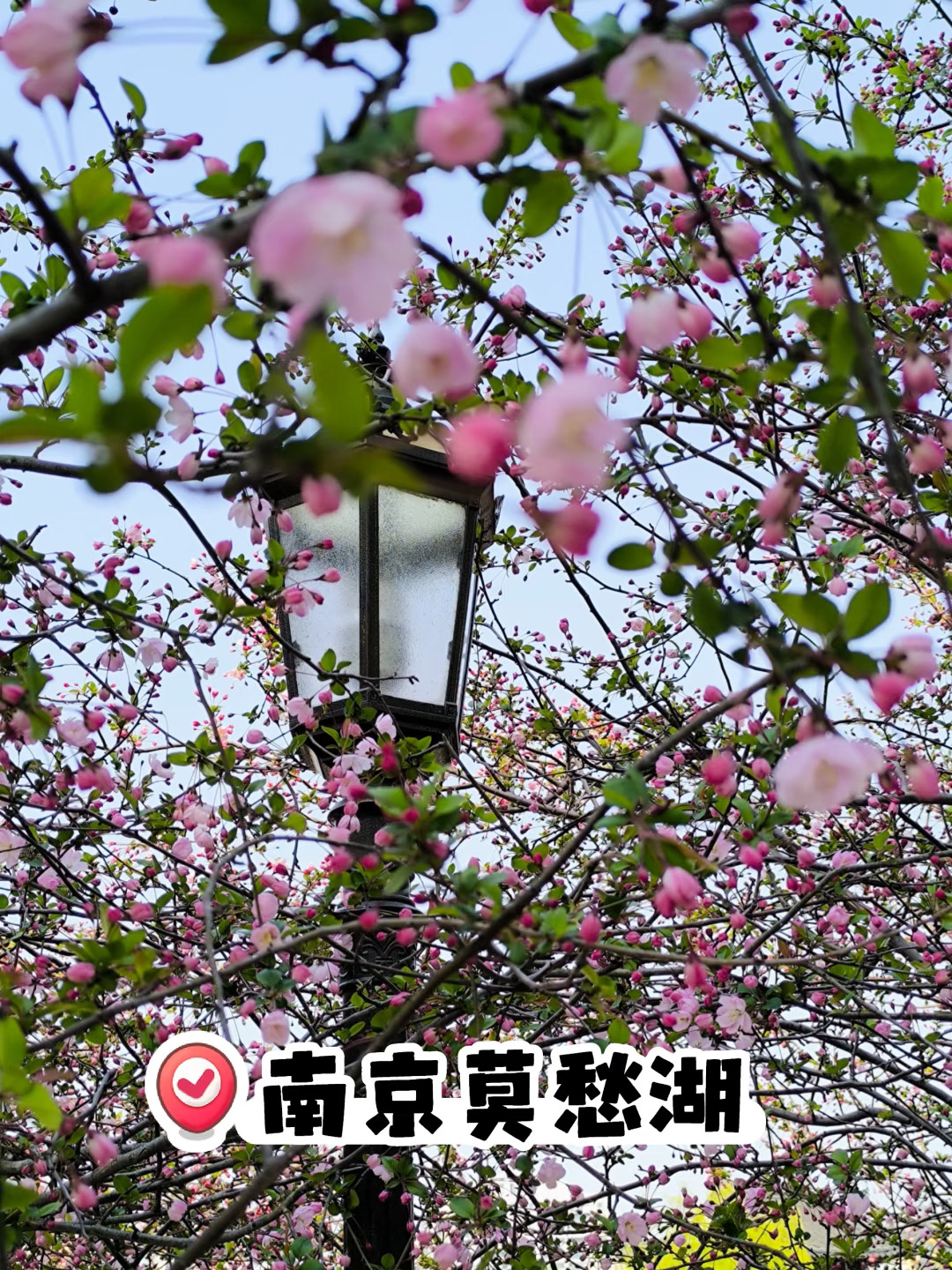 💥莫愁湖垂丝海棠花开啦！快来！3.19实况