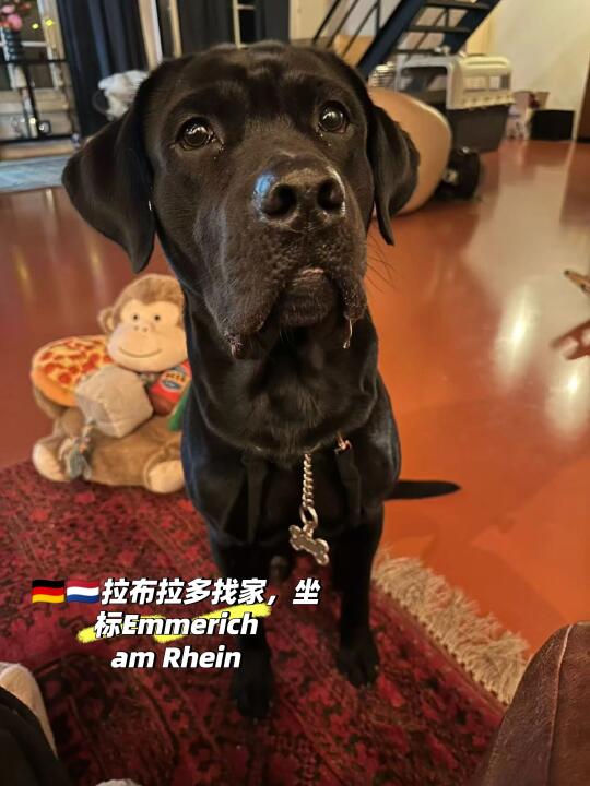 🇩🇪🇳🇱黑拉小伙子找永远的家