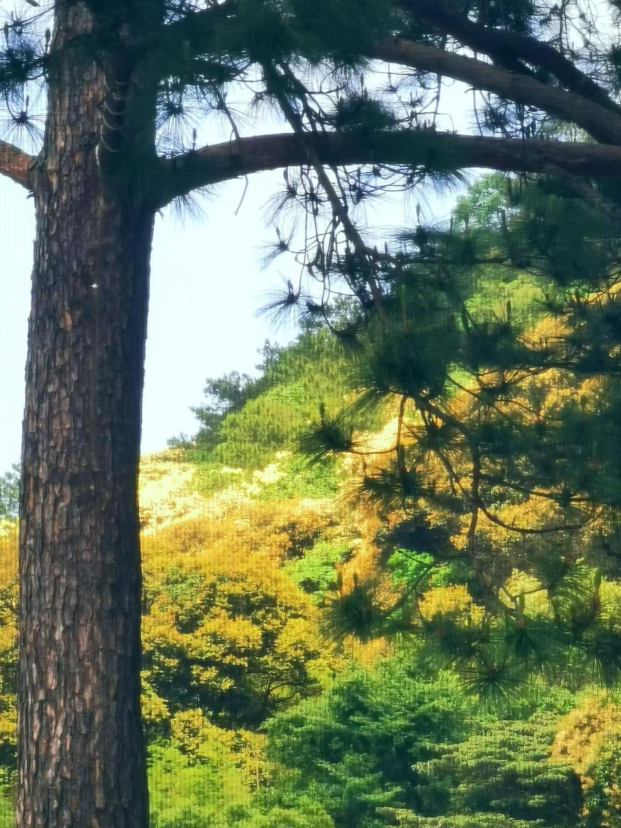 《七律～走出大山追梦客》

文章绝艳海边风，
笔墨温香字里鸿；
岁月清名林下雨，