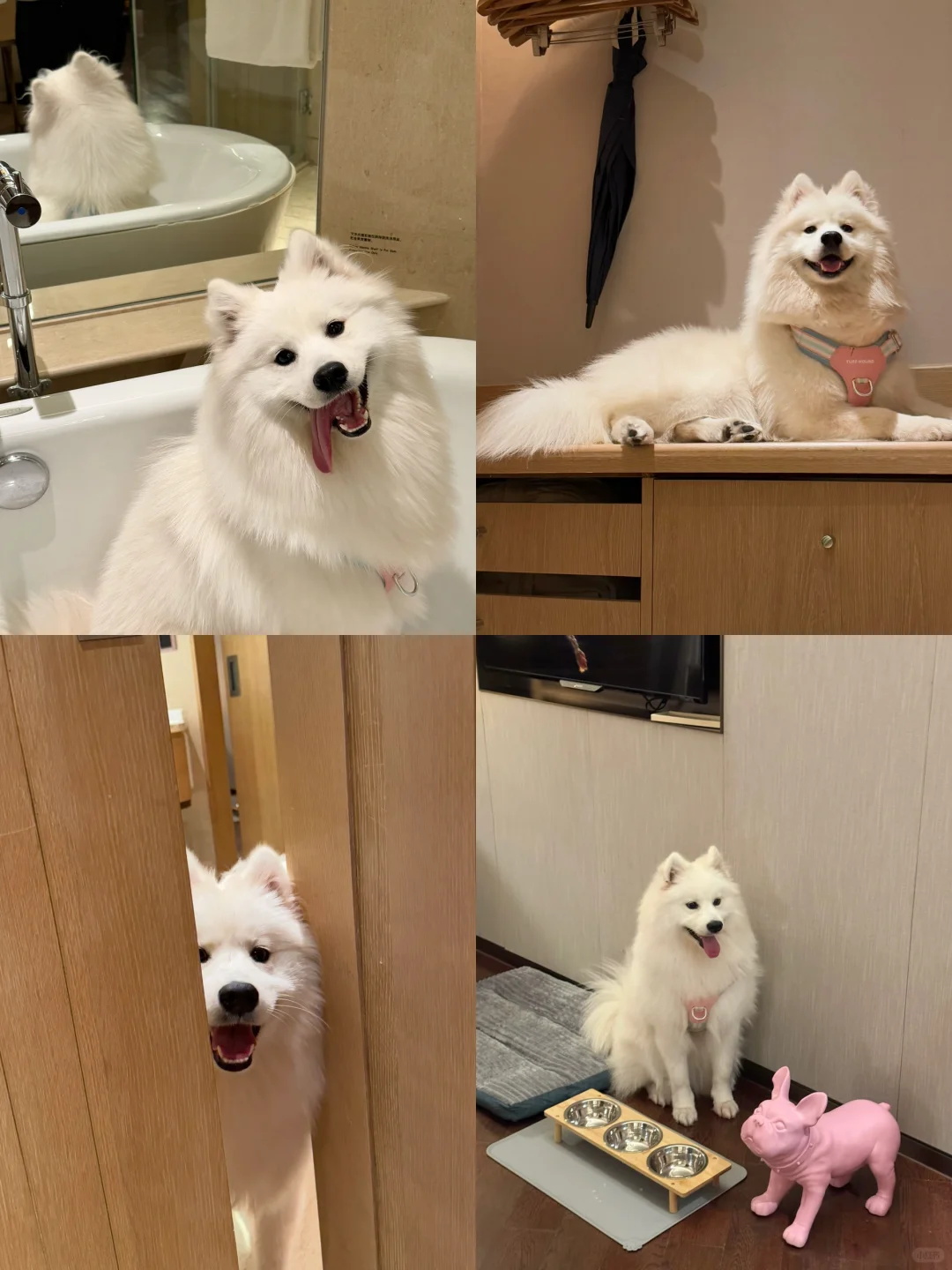 欢迎入住狗狗酒店，今天是耶耶为您服务