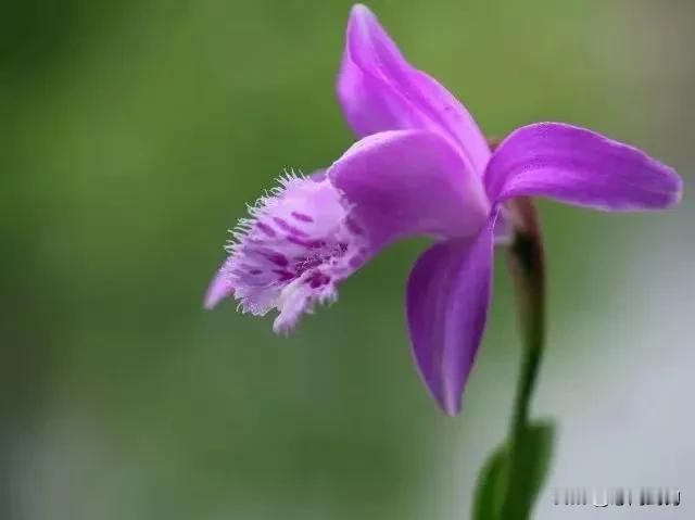 三春归处繁花尽，桐花半落饯春行——清明桐花，守护春天的深情