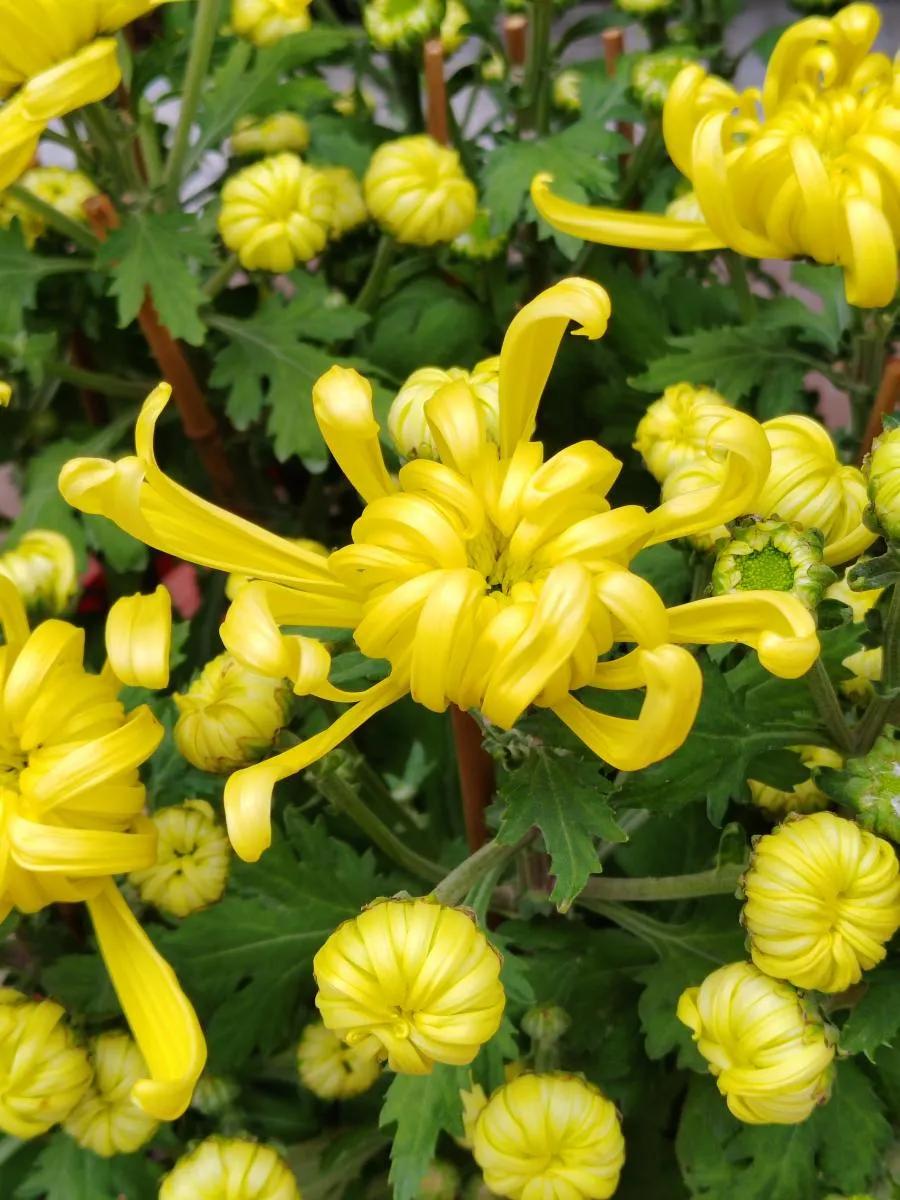 《重阳》
金菊绽放又重阳，
霜叶如丹映晚光。
登高远眺思亲处，
茱萸遍插韵悠长。