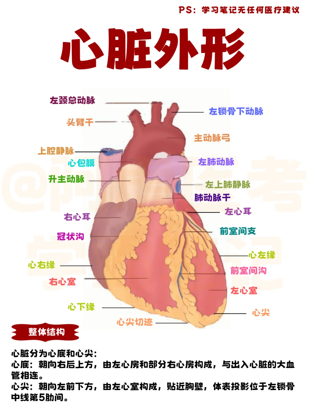 医学生笔记📒｜心脏外形👆