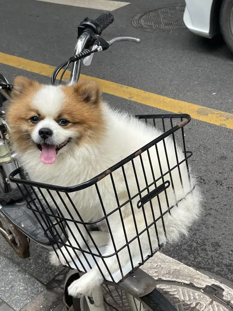 真的好可爱(ɔˆ ³(ˆ⌣ˆc)