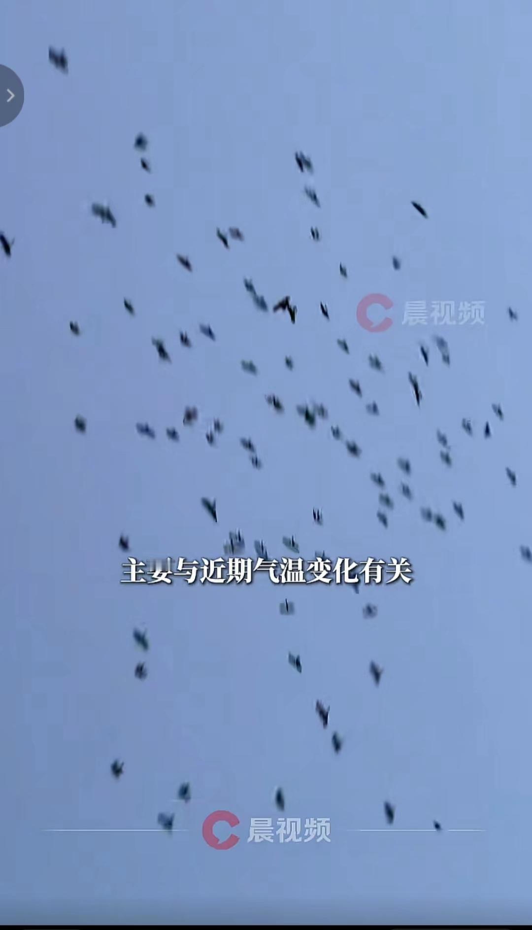 奇景！
天津中医药大学附属第一医院，12号晚，住院部楼顶。
突然出现大量乌鸦，在