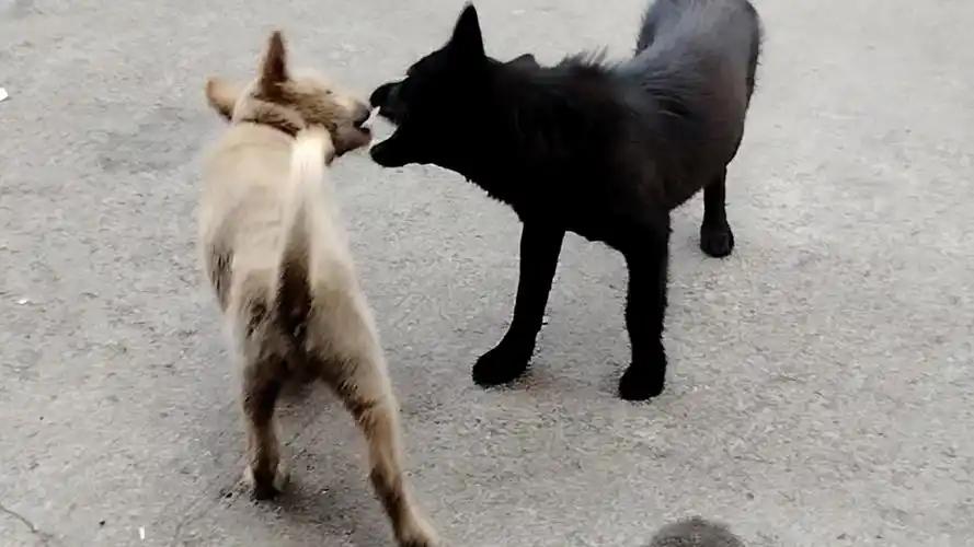 一根破骨头
——有感于兄弟反目

一根破骨头，
让两条狗子，
反目成仇。
 
昨