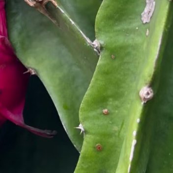 火龙果的种植方法:一、基础条件1.温度：适宜25‑35℃；低于10℃停止生长，低