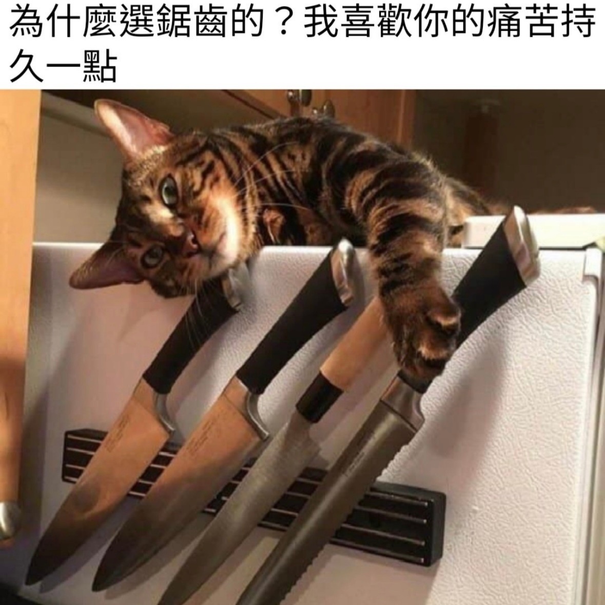 坏猫在此memes ​​​