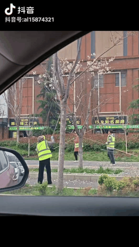 熬过了凛冽寒冬，好不容易盼来了春天，本想着花儿能竞相绽放、吐露芬芳，却遭遇了人为