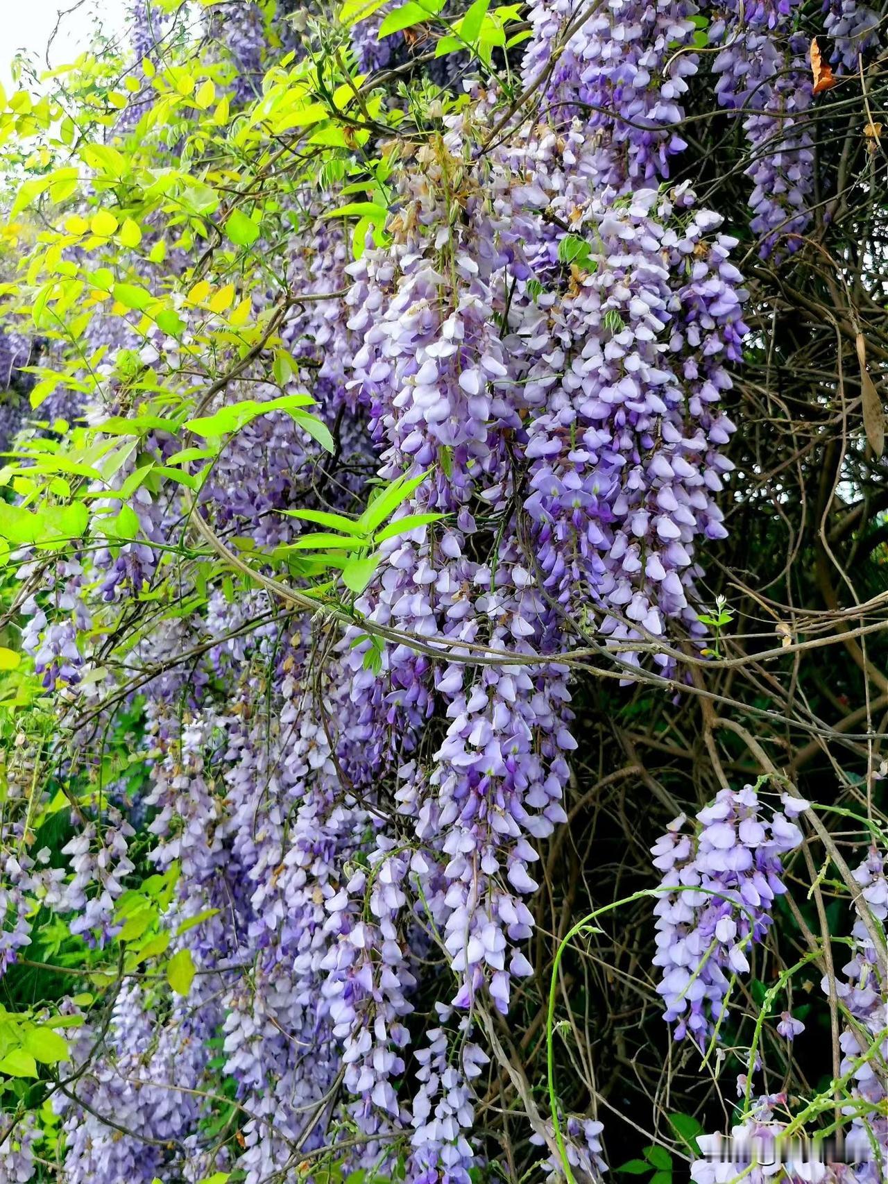 【小对联】
上：……？
下：图腾。