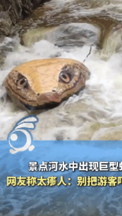 故意还是开玩笑？男子去河南嵩山景区体验漂流，结果玩到半路遇见一“巨蛇”，男子当场