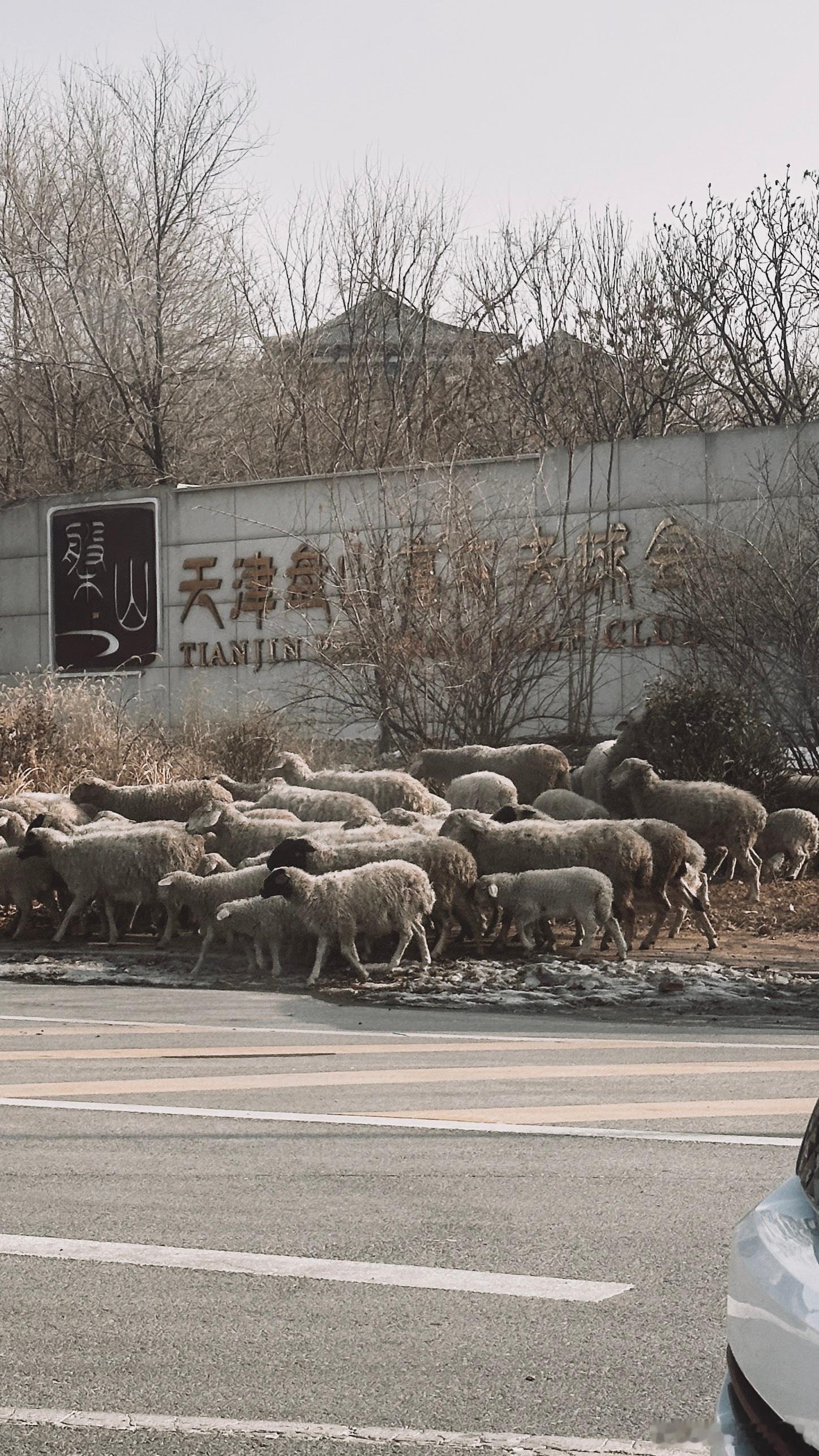 这群羊一定是羊届的高门显贵，吃草都得吃高尔夫球场的[吃惊]  ​​​