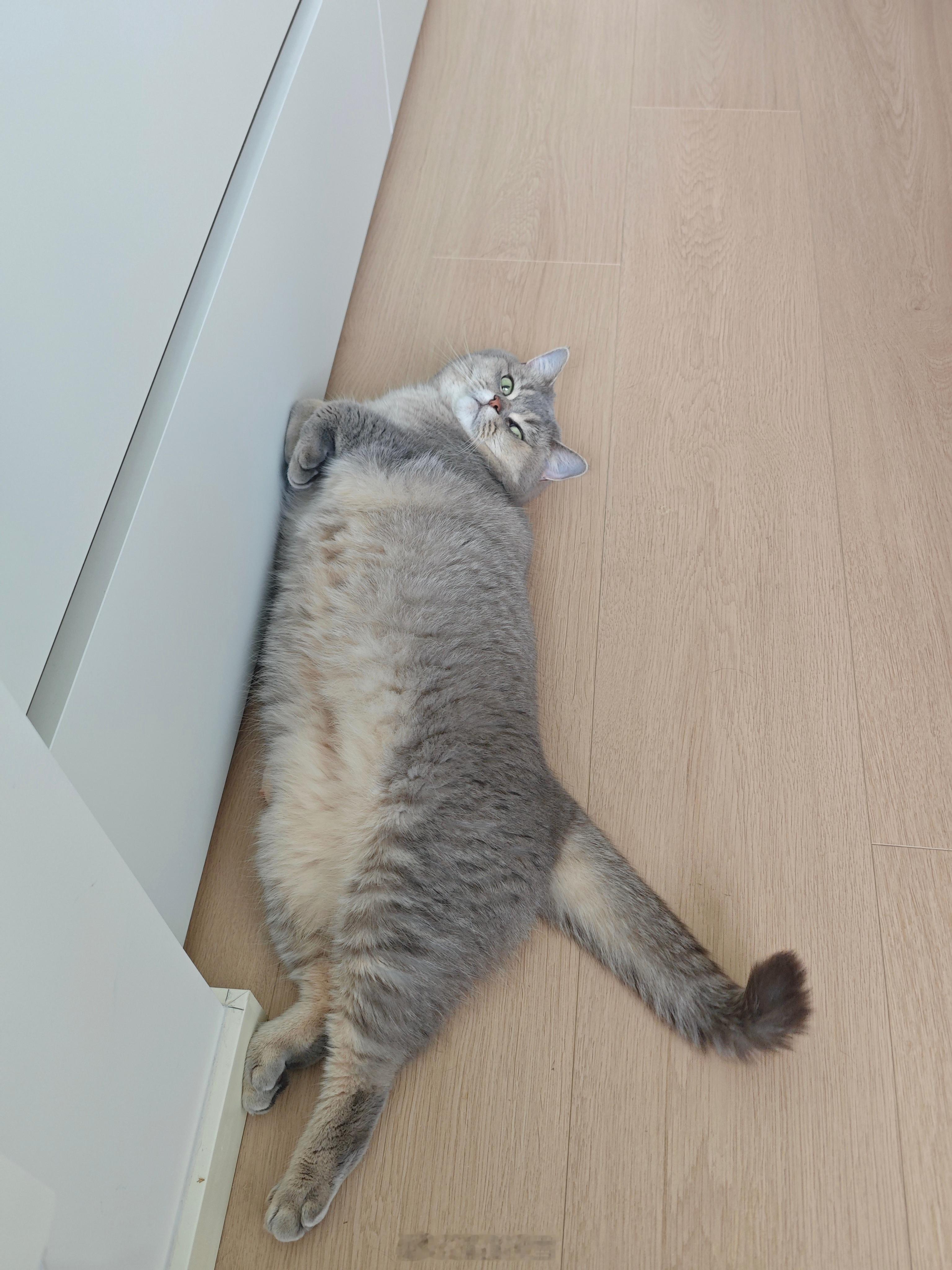 大狸子鱼