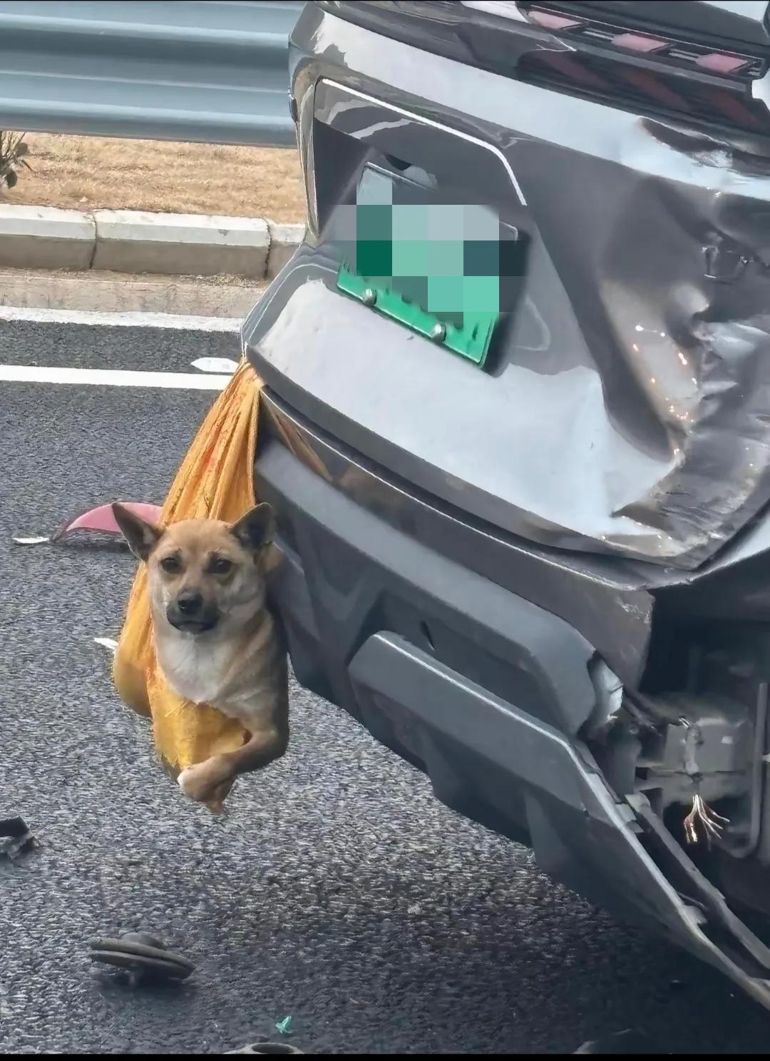 狗：当时老刺激了，差点要了狗命，还好虚惊一场！[狗头]