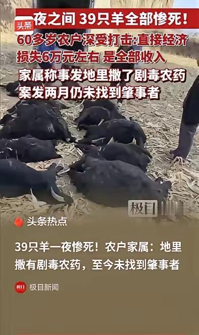 山西霍州这事太离谱！5月1日报道，一对老夫妻私自把 39 只羊赶到别人承包的玉米