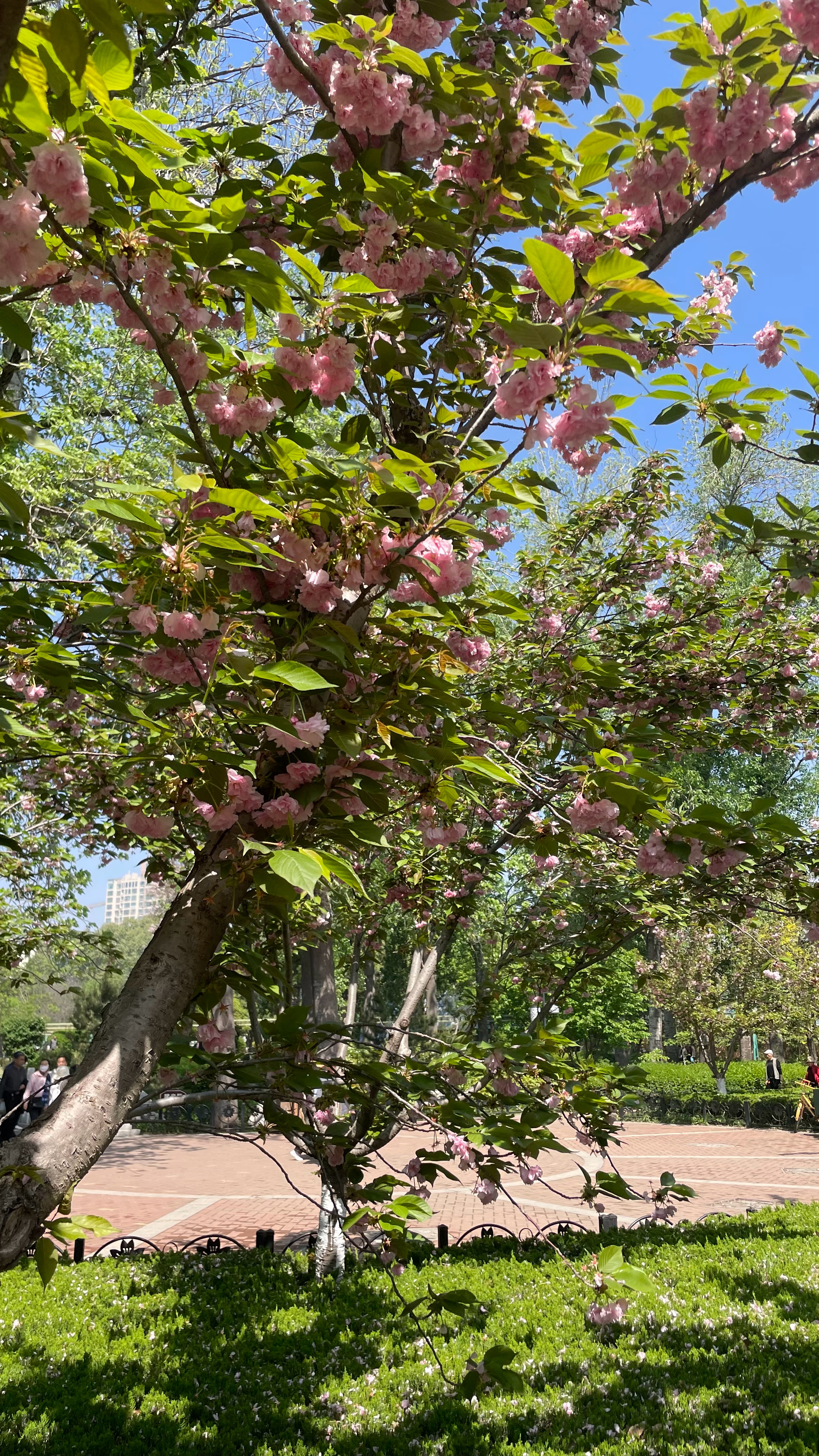 时光稍纵即逝且行且珍惜 郑州·郑州市人民公园