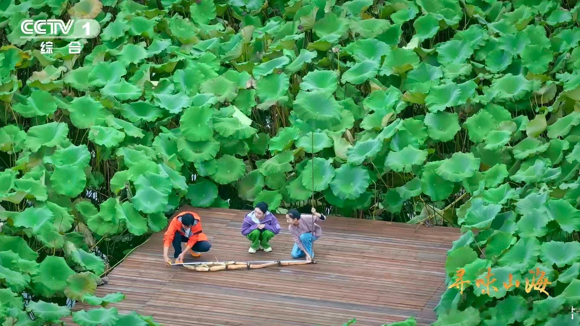 湖北有世界第一长莲藕 世界藕王在湖北！蔡甸出土3.473米超长莲藕刷新纪录。生吃