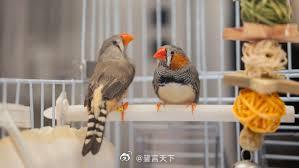 鸟类的大脑可能比科学家过去认为的更接近人类 这篇《纽约时报》科学版文章介绍了一项