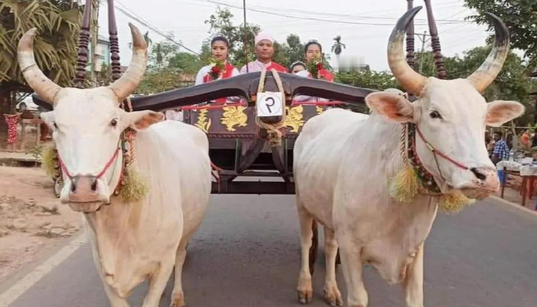 缅媒报道，4月22日下午，孟邦羌松镇格玛莫村佛节举办了孟传统牛车文化选美比赛。
