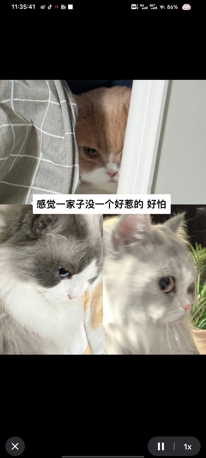 哈哈哈哈我绷不住了。 