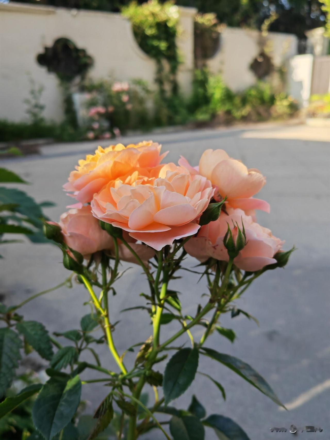 来自教师的呐喊：
我的午休时间被谁偷走了？
目标城市：太原
普通公立小学，
无餐