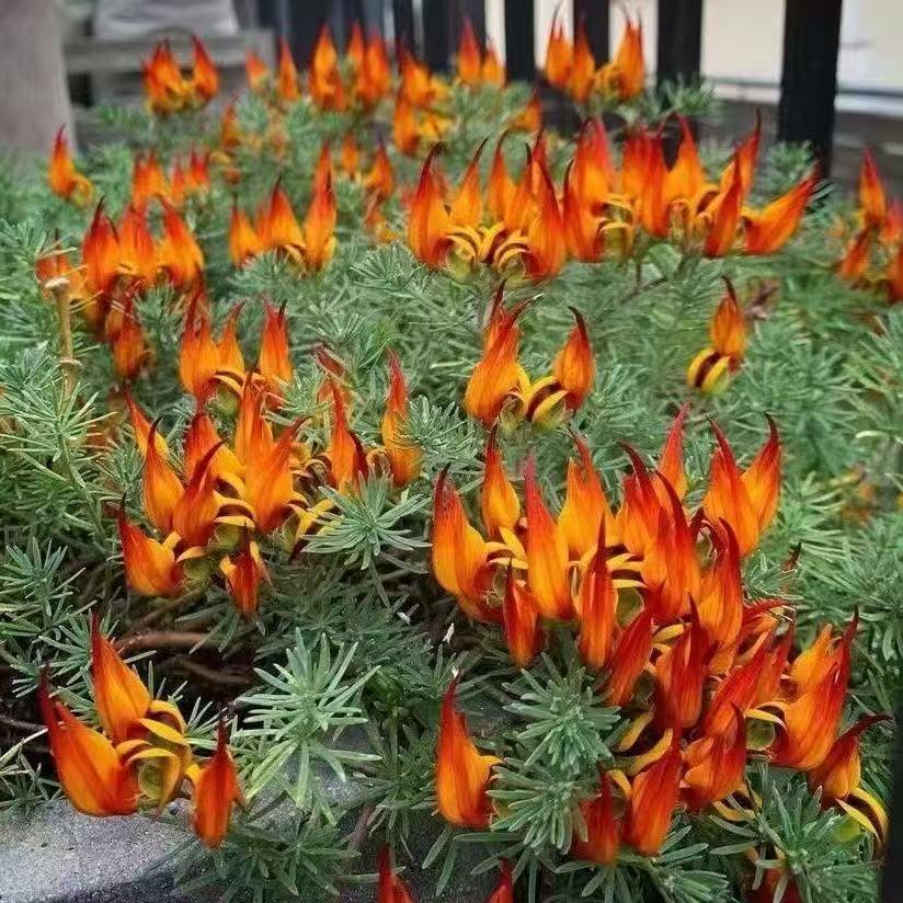 分享美丽绽放的花朵
