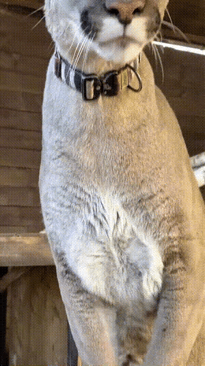 这是什么动物？说猫吧，比猫大，说狮子吧，又比狮子小，看那爪子和伶牙俐齿，绝对不是