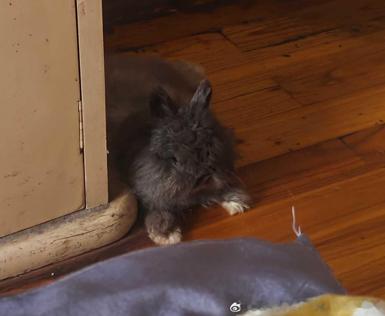 13546🐇【糖果】终于看见兔子形状的拖鞋了 