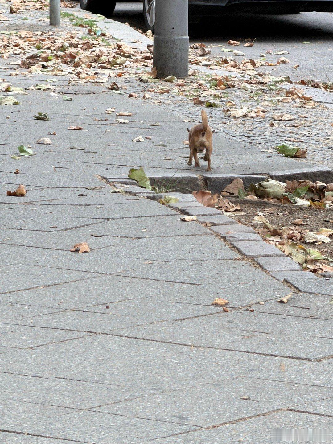 这个应该是吉娃娃吧 超mini 跑到🍂里都找不到它 ​​​