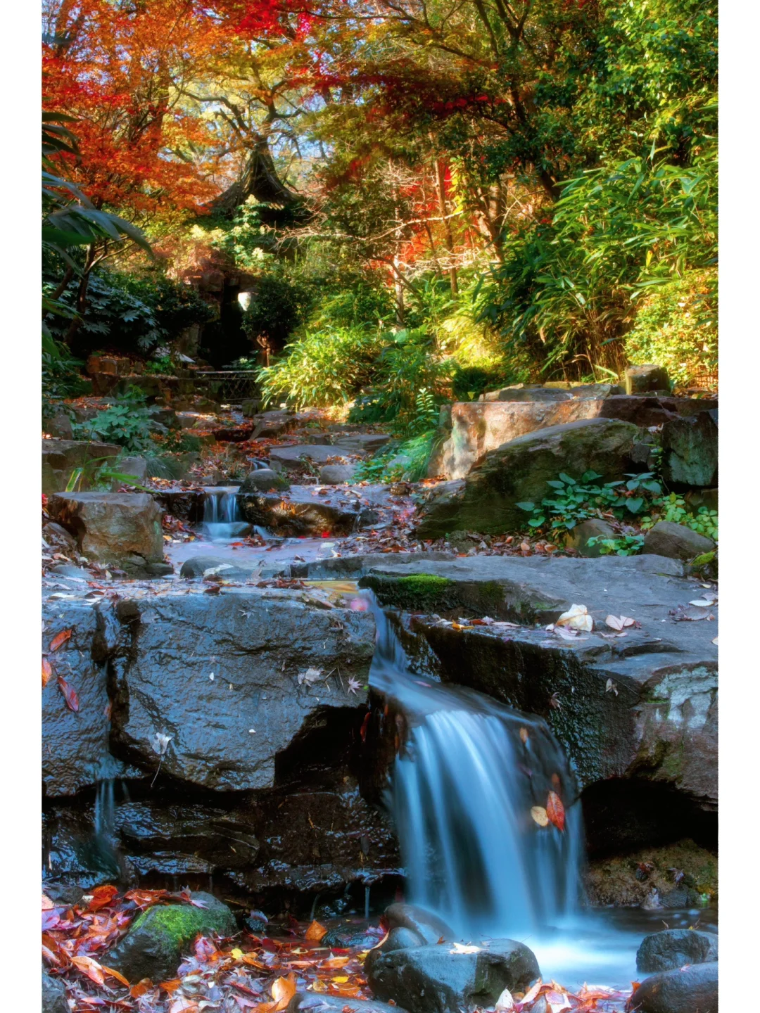 虎丘的秋天不是只有银杏树｜来养鹤涧看一看