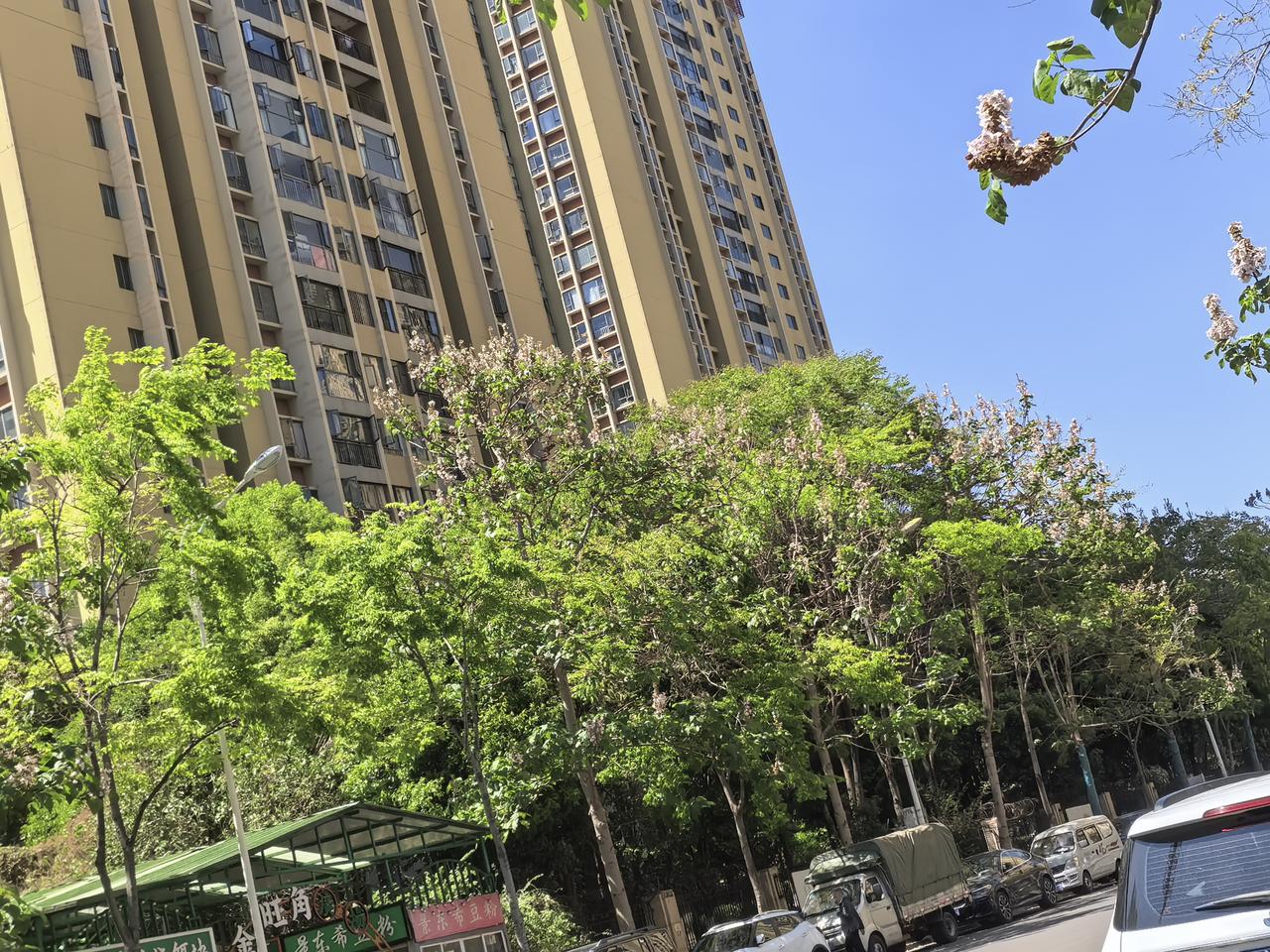 这个泡桐树开花挺好看的，可惜花已经凋零了，在书林二小这边上的文安路有七八百米长的