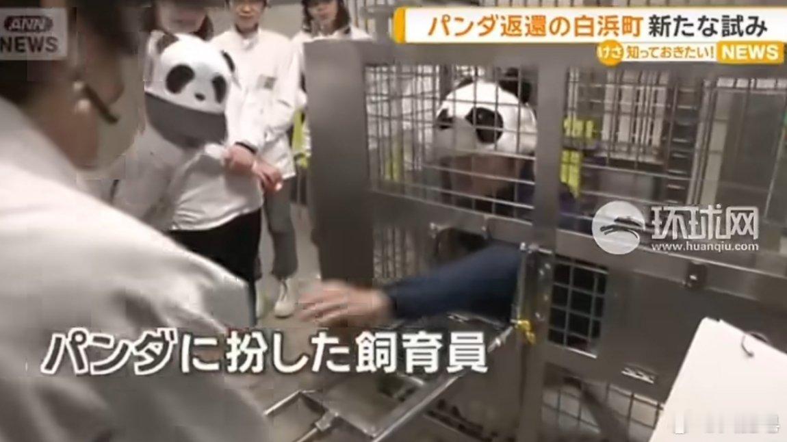 日本推出人扮大熊猫游客体验活动 让日本人自己看看，你们自己觉得滑稽不滑稽？