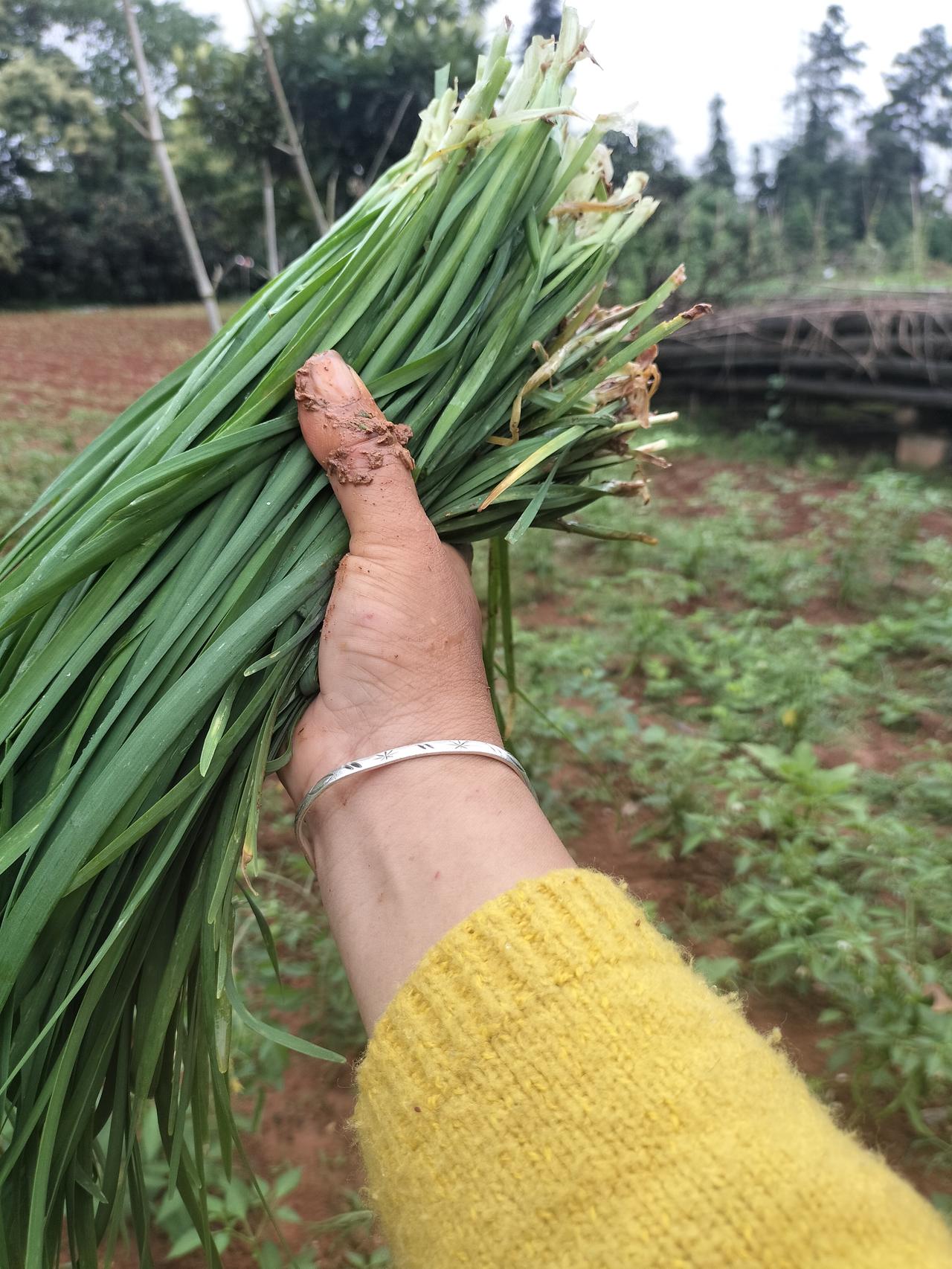 韭菜要怎么炒才好吃？我很爱吃韭菜，今天摘了一把我自己种的韭菜，炒了一碗，但油放多