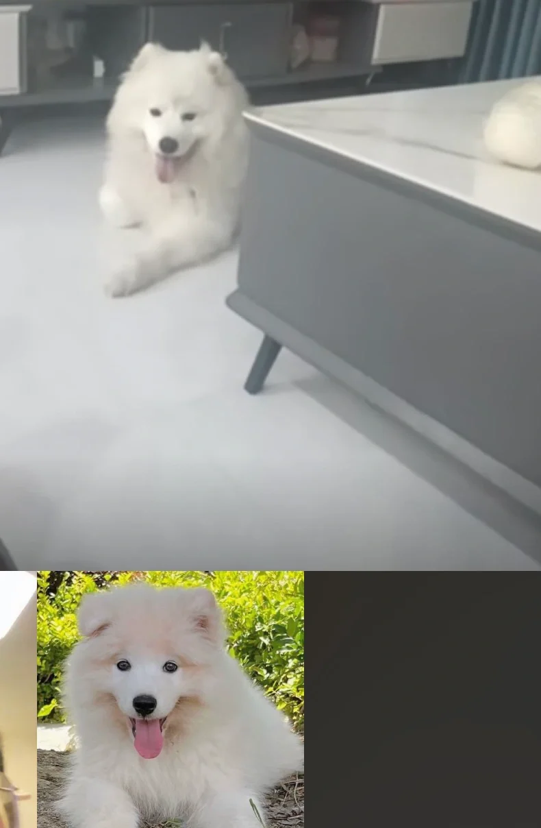 昨天和小狗开视频