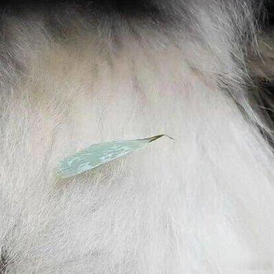 熊猫守护者  每日一善阳光信用 上午好 尊敬的先生一起保护大自然与社会携手做公益